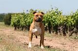 AMSTAFF ADULT 493